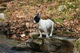 BOULEDOGUE FRANCAIS 1022